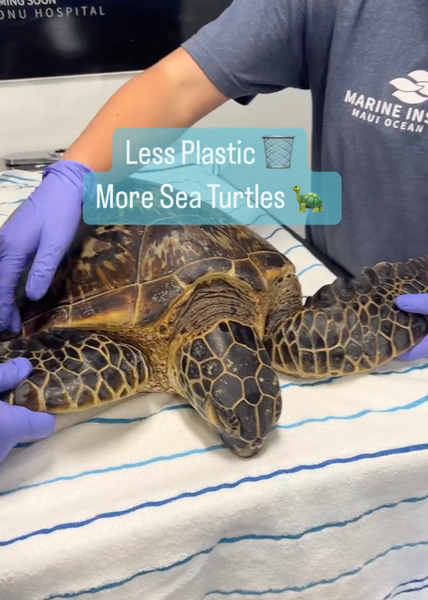 Did you know that every year, Maui Ocean Center Marine Institute rescues over 200 turtles on Maui that are injured or sick due to plastic fishing gear? 😢 🐢