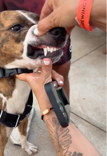 Puppies need Clean and Healthy Teeth too! 🦷 🐶 Tygah has his Aloha Tooth Swipes ready on the go, even at @mauibrewingco ! Cheers to Brite + White + Healthy Smiles, Tygah! Wuf! 🐶 🦷 💕