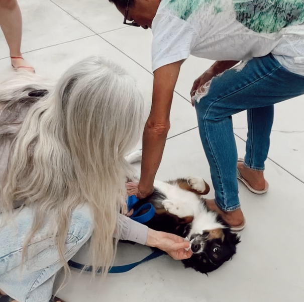 December 29, 2023 ~ Happy pup! Getting belly rubs and teeth swiped…  Our ALOHA SWIPES are safe for our pets, we suggest the flavor ✨ Haupia Coconut✨