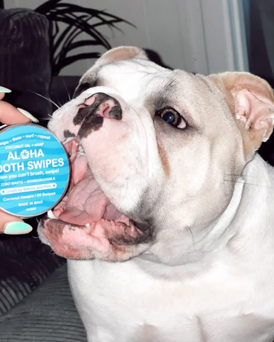 March 1, 2024 ~ This sweet baby loves her 🆕 toothswipes, so you know they are pet approved! ✨🙌🏽🦷✨🐶